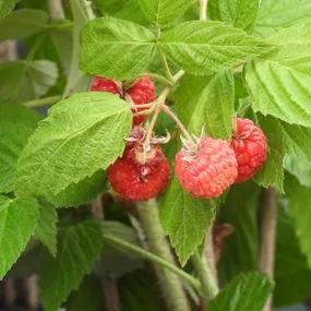 Malling Promise Raspberry (Rubus ideaus Malling Promise) 1